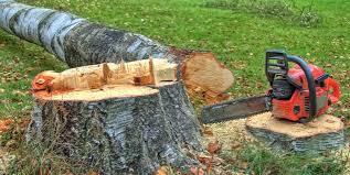 Best Fruit Tree Pruning  in Alton, IL