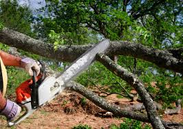 How Our Tree Care Process Works  in  Alton, IL