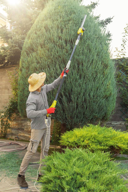 Best Sod Installation  in Alton, IL